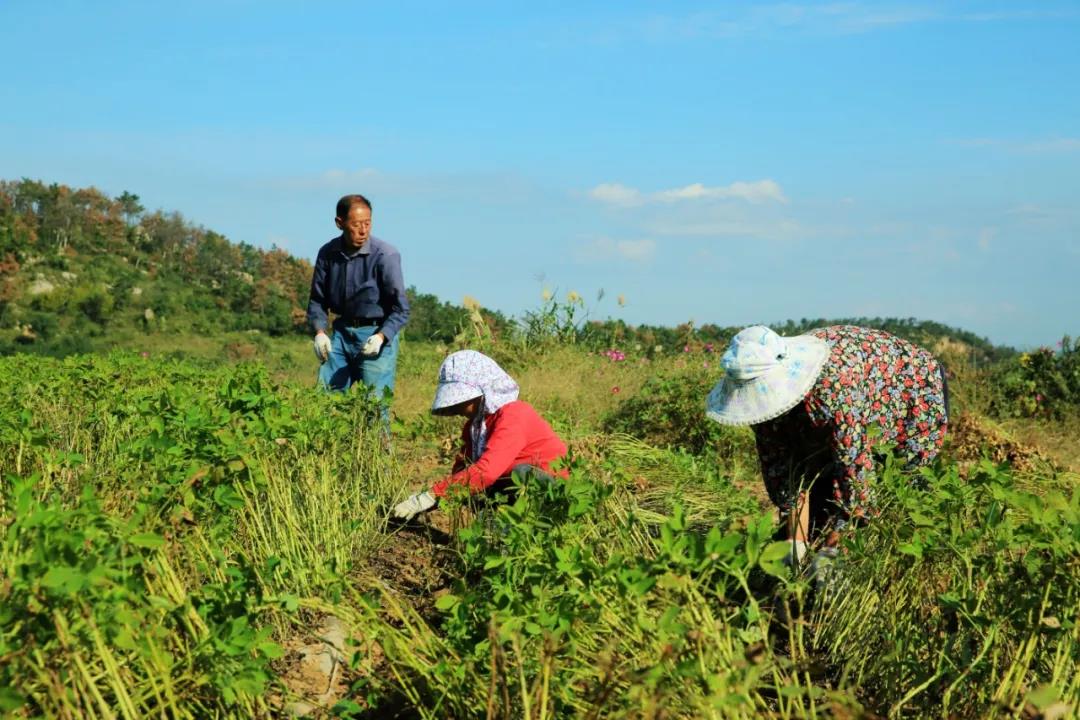 中聯(lián)收獲花生機幫我解決了家里的經(jīng)濟危機 1637232584530329.jpg