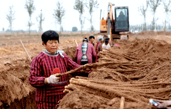 三十年老機(jī)手談選玉米收割機(jī)訣竅：回本快、服務(wù)好 (圖2)